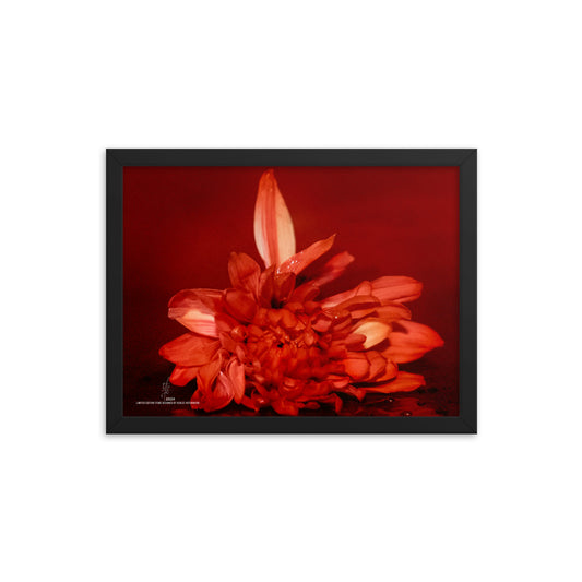 RED | Framed photo paper poster