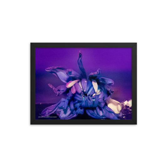 PURPLE | Framed photo paper poster